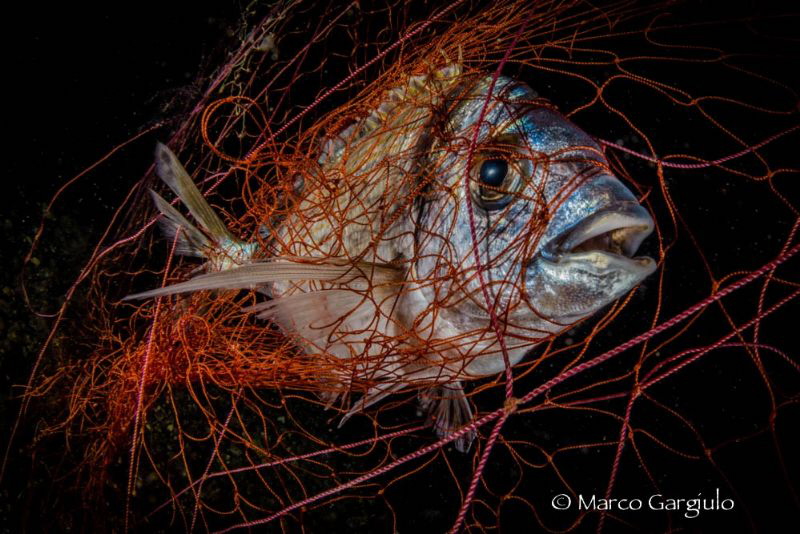Help! by Marco Gargiulo 
