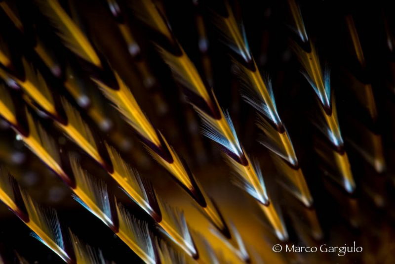 graphic lines #2 by Marco Gargiulo 