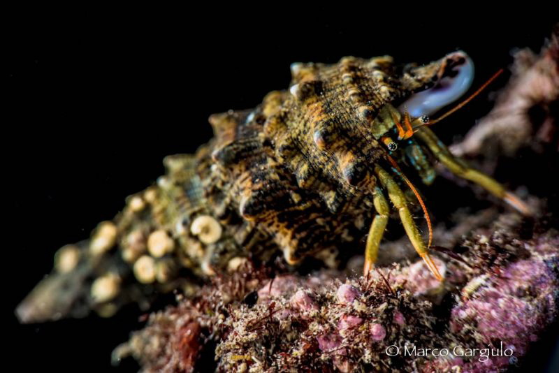 Little Pagurian by Marco Gargiulo 