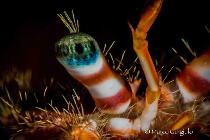 Hermit Crab Eye by Marco Gargiulo 