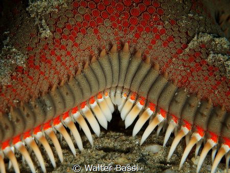 stella's teeth
 by Walter Bassi 