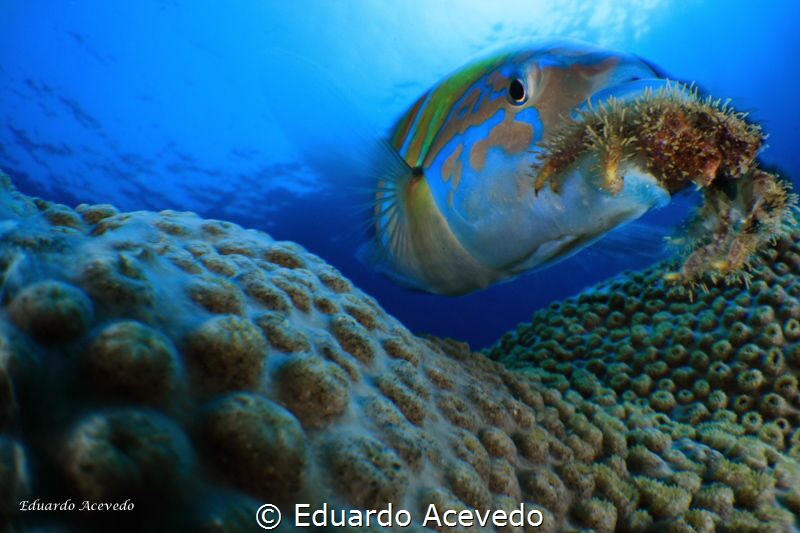 Endoscopic len. by Eduardo Acevedo 