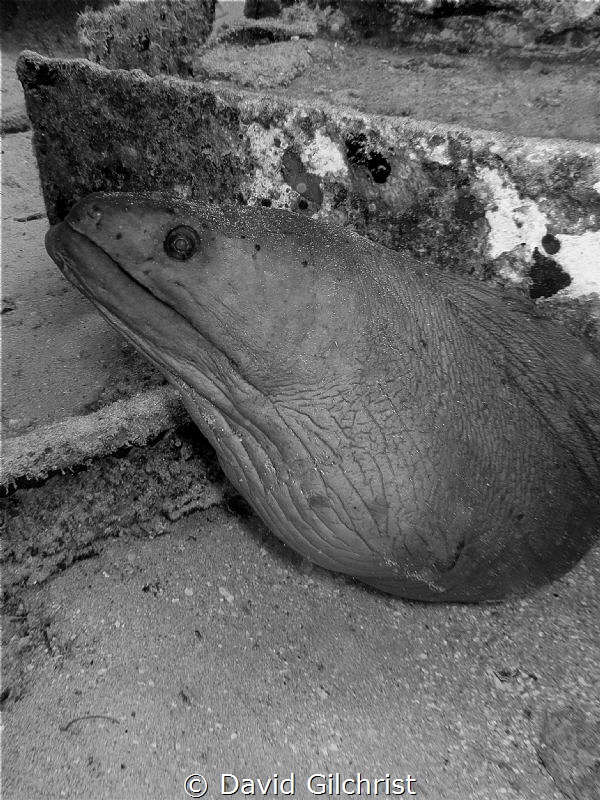 Resident Eel, El Aguila Wreck. I believe this one has pas... by David Gilchrist 