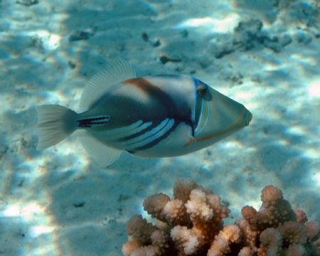 Taken in Moorea in 2005. Available light using Nikon D70.... by Tom Blackburn 