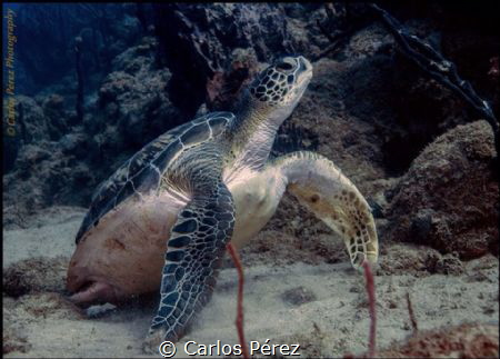 Back in Home.. Returning to dive from a little health per... by Carlos Pérez 