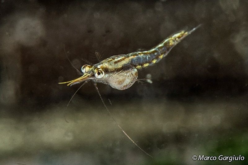 Mysis #1 by Marco Gargiulo 