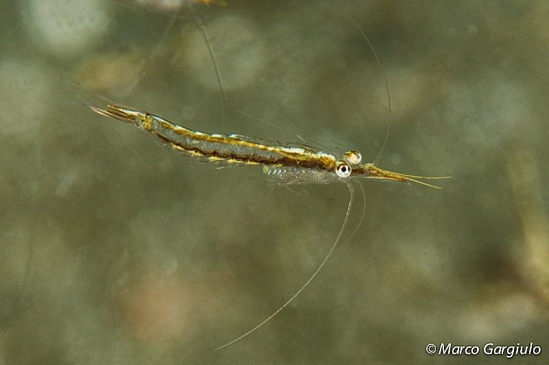 Mysis #2 by Marco Gargiulo 