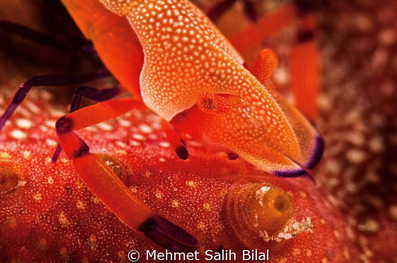 Red 2. by Mehmet Salih Bilal 