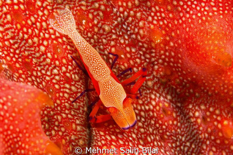 Red. by Mehmet Salih Bilal 