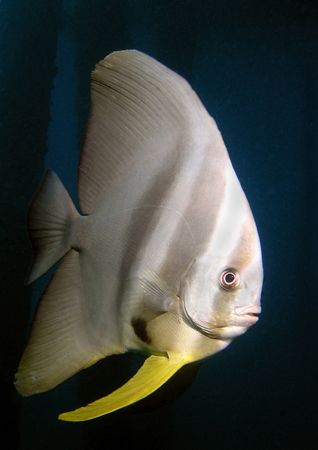 Found under the jetty in Salang Bay, Tioman Island, Malaysia by Grahame Massicks 
