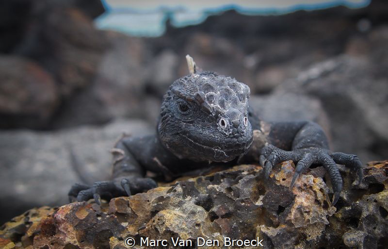 marine iguana by Marc Van Den Broeck 