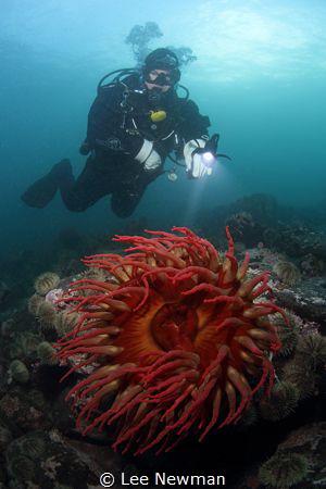 Albert Head, Victoria, BC. Canon 7D, Aquatica housing, To... by Lee Newman 
