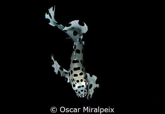 Baby panther by Oscar Miralpeix 
