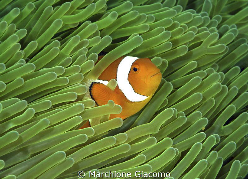 Clownfish
Nikon D800e ,105 macro , twin strobo
Gangga i... by Marchione Giacomo 