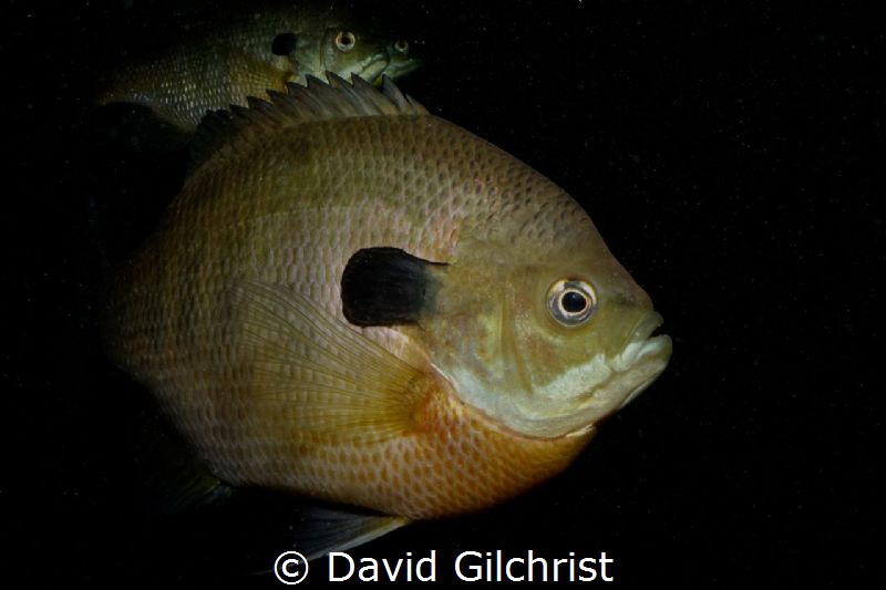 Sunfish, Lake Rawlings,VA by David Gilchrist 