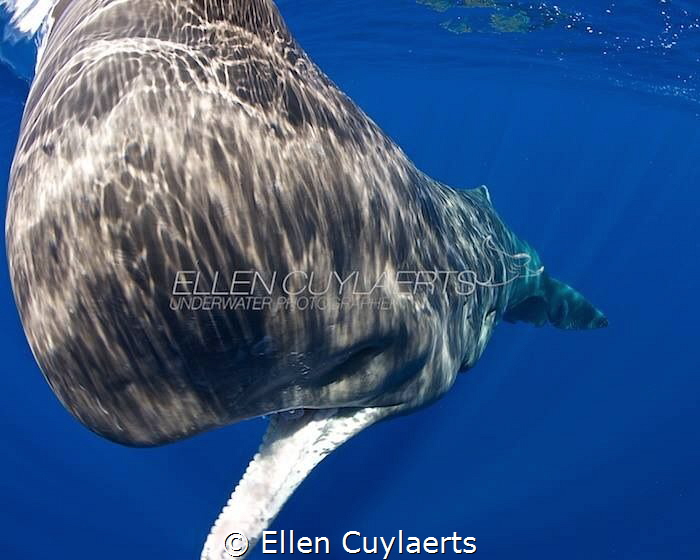 'Close encounter of a great kind'
Sperm whale calf in Do... by Ellen Cuylaerts 
