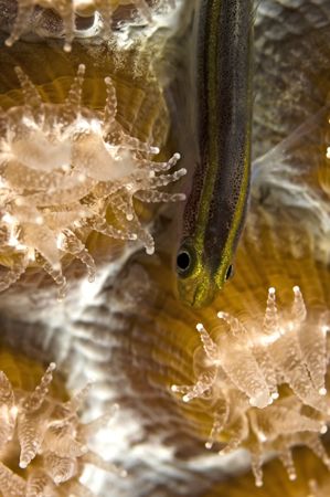 Tiny Bonaire Yellowstrip Goby hiding under feeding coral by Karl Dietz 