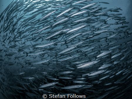"I think fish is nice, but then I think that rain is wet,... by Stefan Follows 