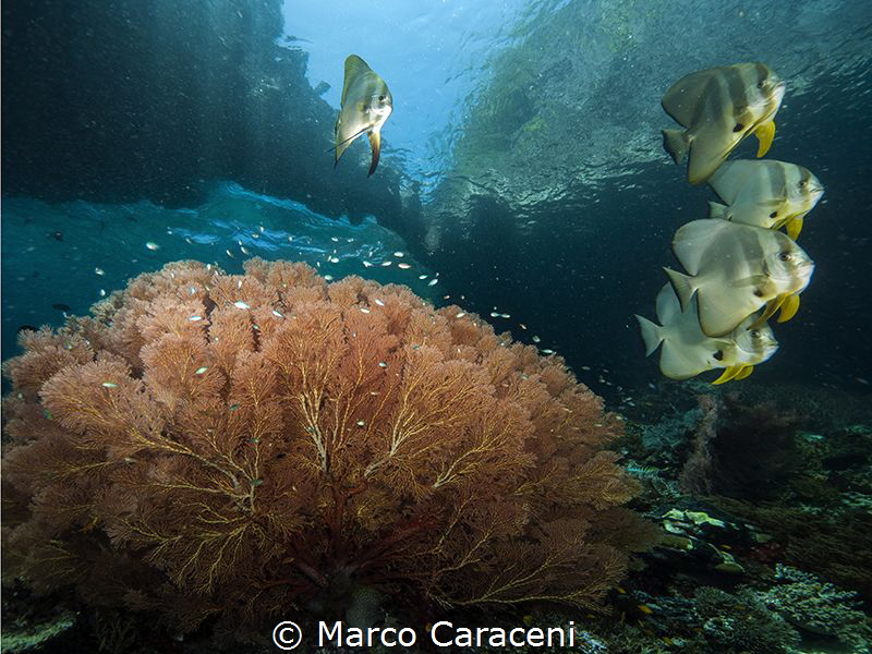 Raja ampat by Marco Caraceni 