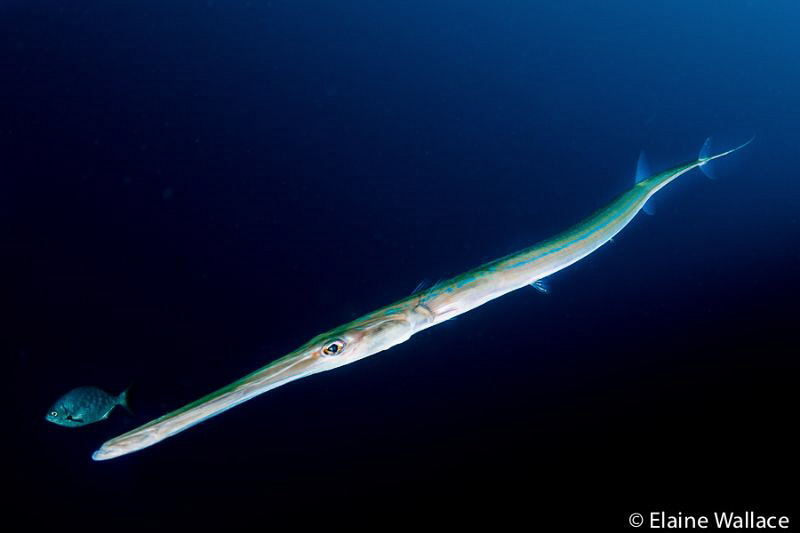 Cornet fish in the gloom by Elaine Wallace 