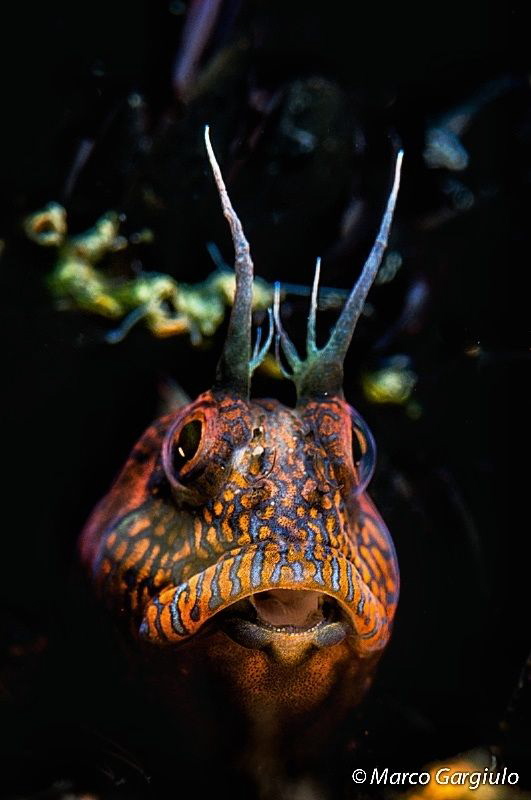 Blenny by Marco Gargiulo 