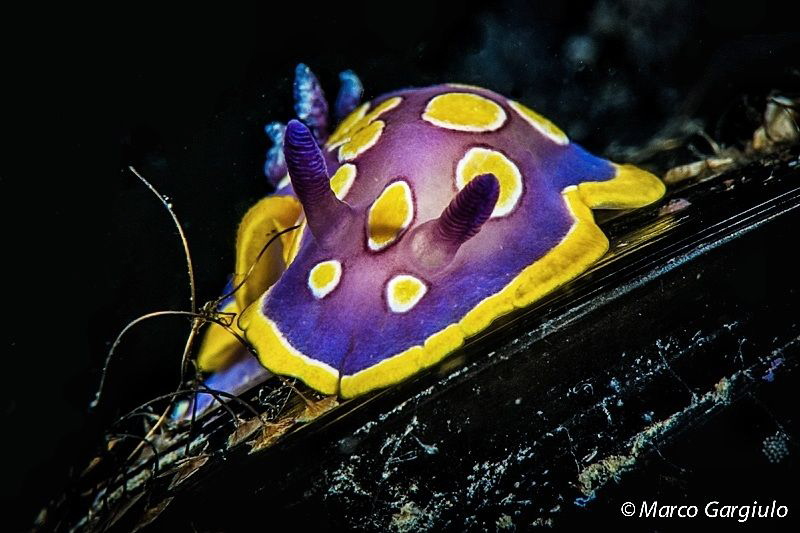 Nudy over the Mussels by Marco Gargiulo 