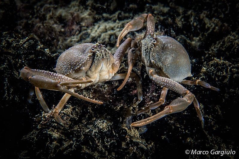 Fighting or else? by Marco Gargiulo 