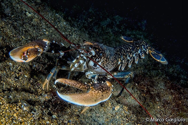 Homarus gammarus by Marco Gargiulo 