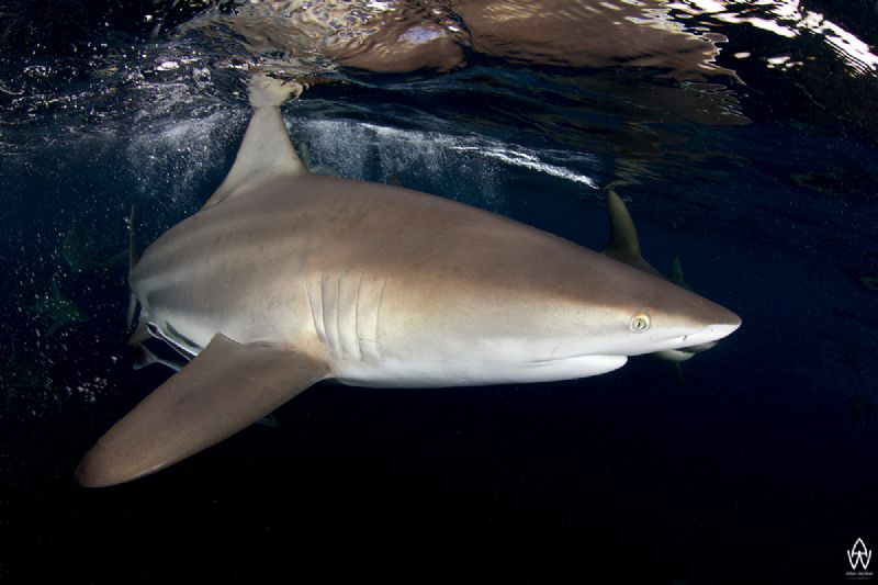They display the most amazing power and presence! by Allen Walker 