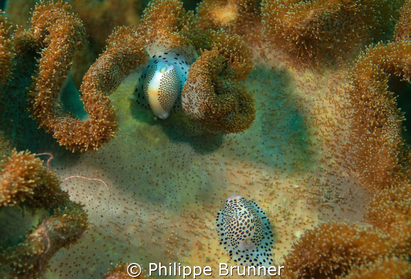 Ovules (french name) by Philippe Brunner 
