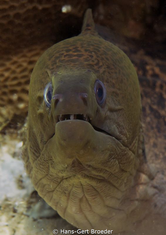 Moray Eel by Hans-Gert Broeder 