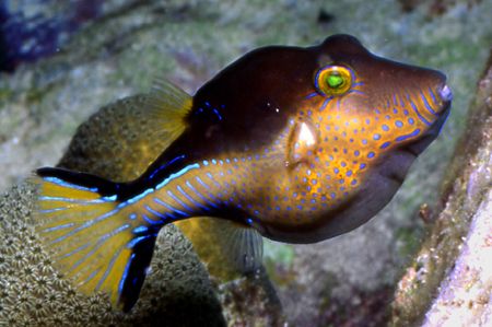 Looking sharp fat boy. by David Spiel 