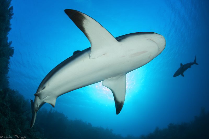 2 Caribbean reef sharks by Mathieu Foulquié 