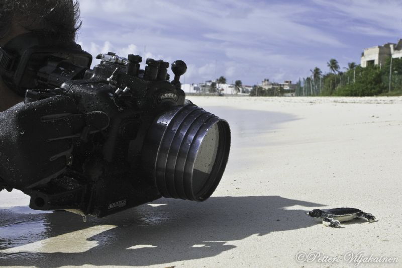 Nikon vs. Loggerhead by Petteri Viljakainen 