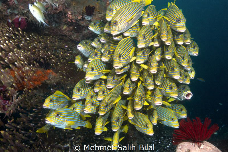 Sweetlips and glass fish. Nikon D800, Nikkor 16-35 and Ze... by Mehmet Salih Bilal 