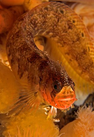Mosshead Warbonnet. Port Hardy, B.C. Canada
D2x by Rand McMeins 