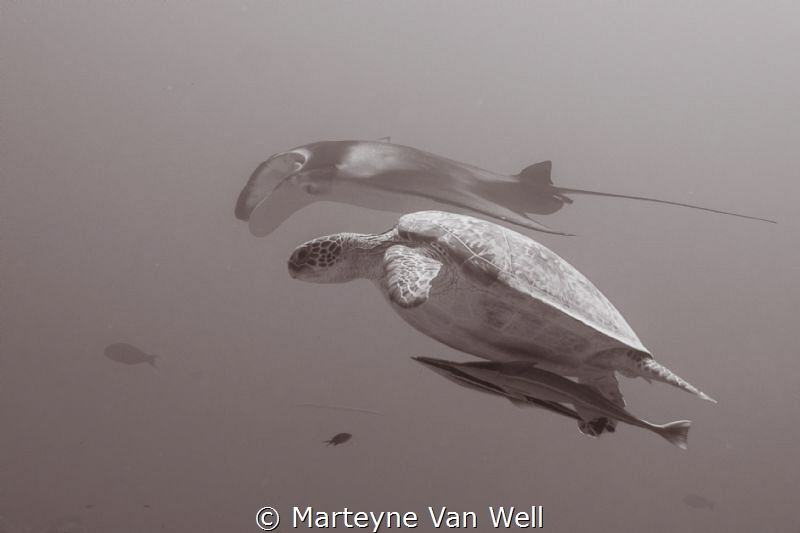 Synchronized swimming by Marteyne Van Well 