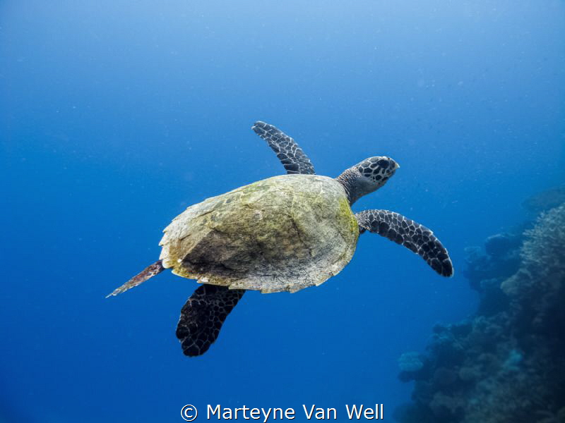 Taking flight by Marteyne Van Well 