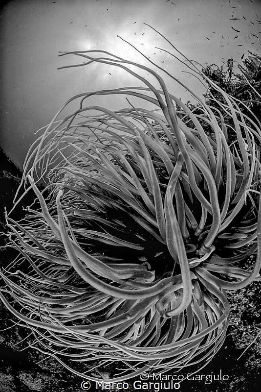 Anemonia in BW by Marco Gargiulo 