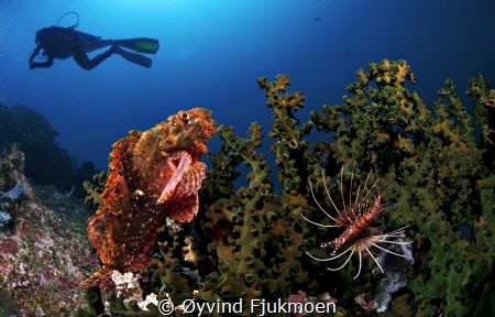 3 deadly animals from Komodo island. 10.5 mm nikon,d300, ... by Øyvind Fjukmoen 