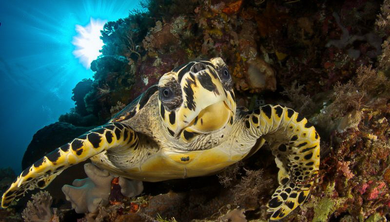 This very large turtle sees his reflection in the big dome. by Steven Miller 