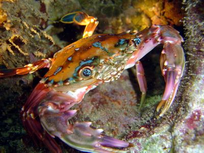 Love those crabs. by Glenn Poulain 