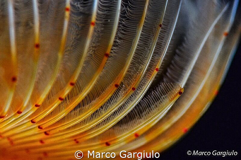 Lines by Marco Gargiulo 