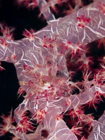 'Coral crab' from PNG. Taken with Olympus E-20 in Titan h... by Istvan Juhasz 