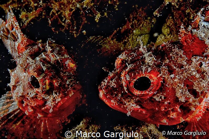 Face to Face by Marco Gargiulo 