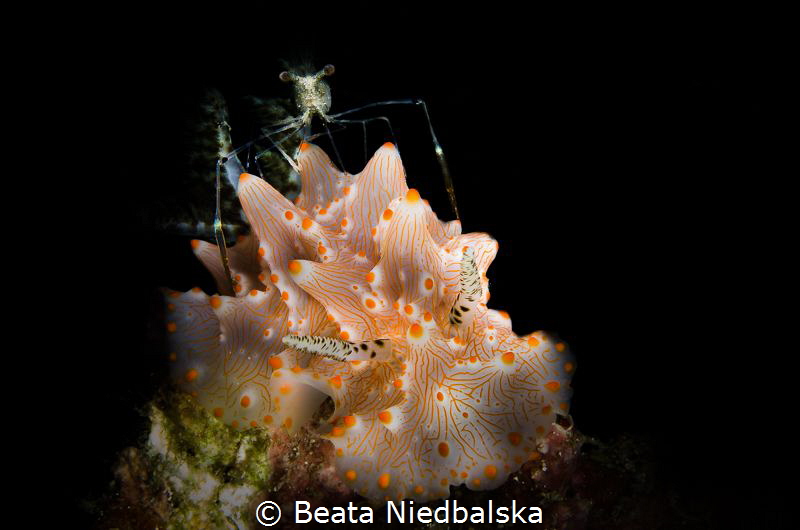 shot taken on the trip to Raja Ampat. I saw at home that ... by Beata Niedbalska 