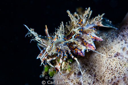 Pregnant Tiger Shrimp by Carl Lam 