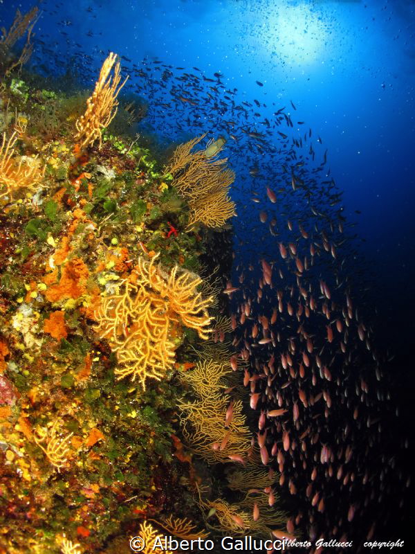 Gaudioso Bank,Ventotene Island by Alberto Gallucci 