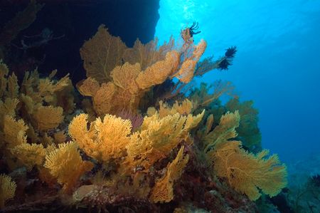 WIde angle scene GBR. by Andy Lerner 