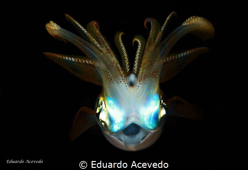 Eilat Red Sea by Eduardo Acevedo 
